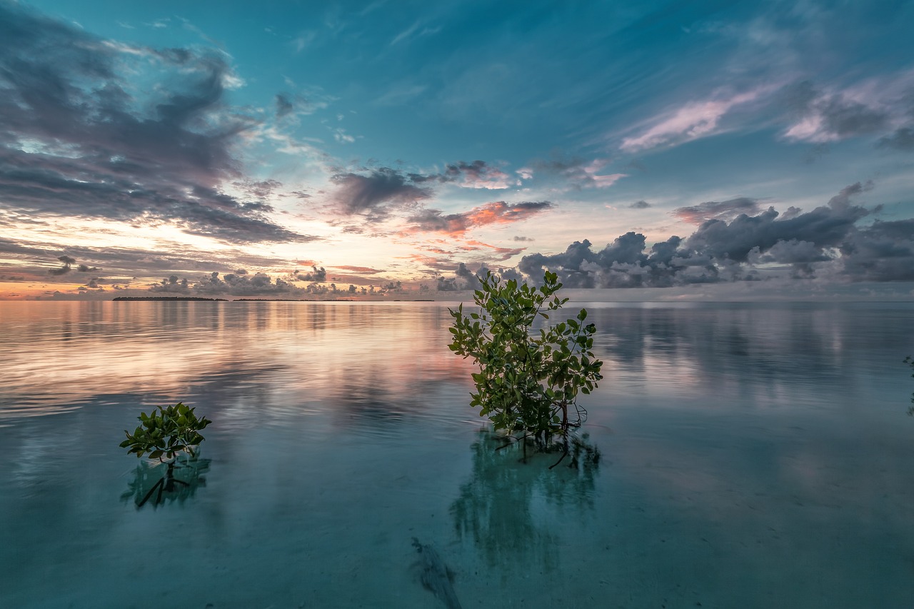What Role Do Mangrove Forests Play in Marine Biodiversity?